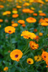 Close-up flowers of a marigold outdoors.