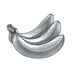 Bunch of bananas  Hand drawn engraving style vector illustration.