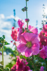 Bright crimson mallow flowers on a blurred background.