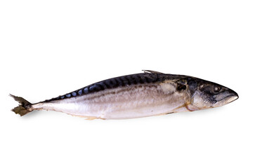 One freshly frozen mackerel isolated on a white background