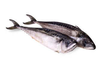 Two freshly frozen mackerel isolated on a white background