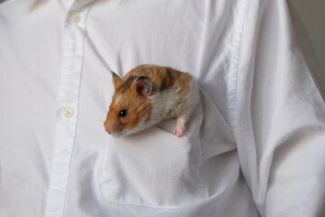 Hamster looks around out of boy's white shirt pocket