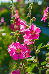 Bright crimson mallow flowers on a blurred background.