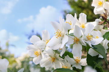 Obraz premium Closeup view of beautiful blooming white jasmine shrub outdoors