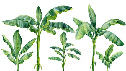 Banana palms tree on isolated white background, watercolor illustration.  © Hanna