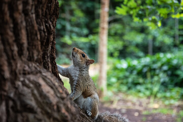 squirrel on a tree