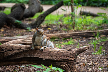 squirrel