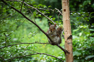 squirrel in the tree
