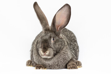 Fototapeta na wymiar Grey big rabbit isolated on a white background.