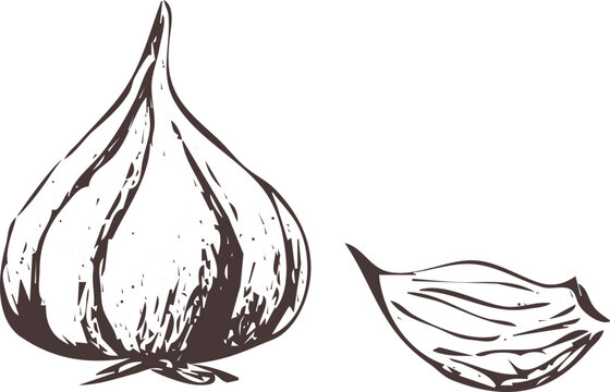 Hand drawn outline abstract vector image. Garlic silhouette isolated on  transparent background. Eps vegetable vintage art print for label,  packaging, product design Stock Vector | Adobe Stock