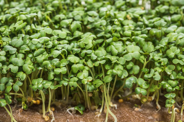 Mustard sprouts, micro greens, healthy food concept, close up. Green mood