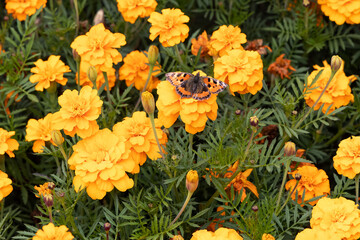 Yellow marigold flowers with a butterfly urticaria is in a summer garden