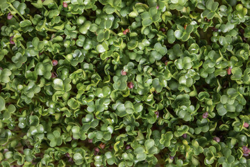 Broccoli sprouts, young broccoli sprouts, micro greens, view from above 