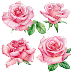 Roses watercolor, botanical painting. Pink flowers. Elements for greeting card, invitation card for wedding