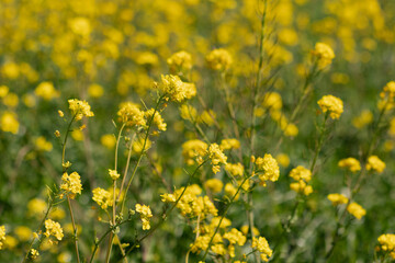 field of yellow flowers