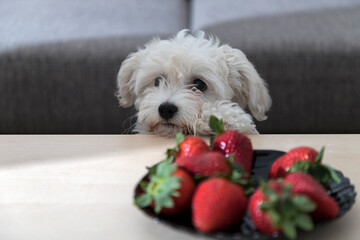 Nanja, three months old Bichon puppy, observing with fascination strawberries on a coffee table