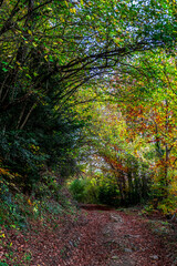 The Irati forest, in the Pyrenees Mountains of Navarra, in Spain, a spectacular beech forest in the month of October