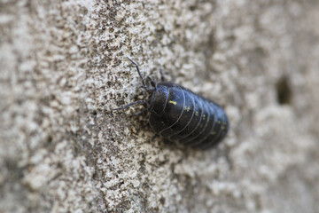 Isopods beetle animal macro photo