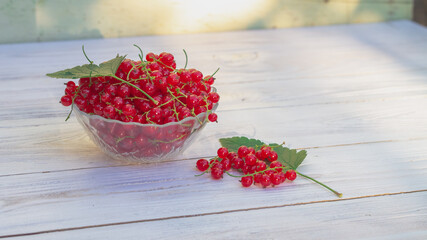 Ripe berry garden red currant is collected in summer from a bush in a glass plate on a white background