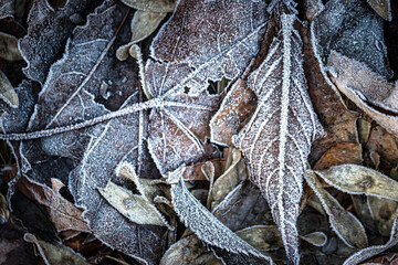 frost on the leaves