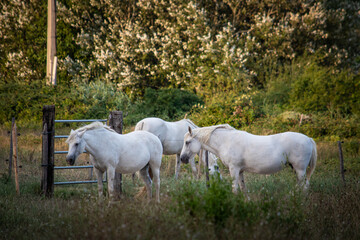 Obraz na płótnie Canvas white horse in the field