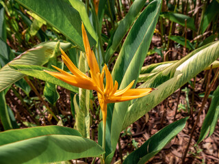 bright yellow color of paradise flower is blooming
