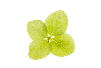 green hydrangea flower isolated