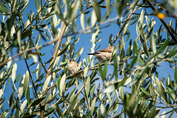 bird on a tree