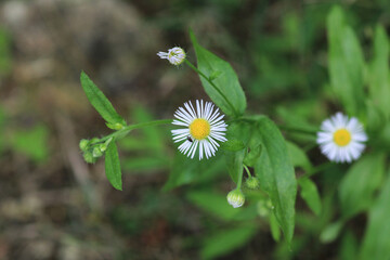 Natural Bellis Perennis Macro Photo © Recep