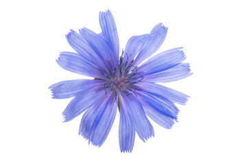 chicory flower isolated