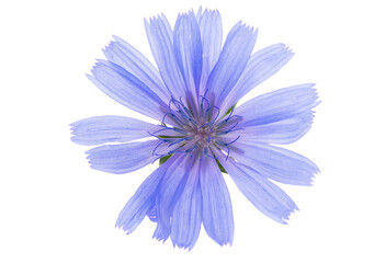 chicory flower isolated