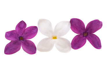 Naklejka na ściany i meble lilac flower close up