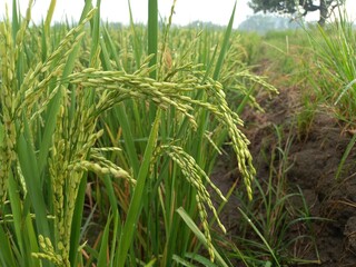 Close up of yellow paddy rice seed with rice fields in the background