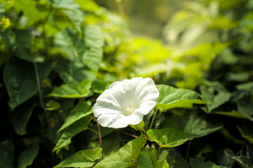 Hedge bindweed (Calystegia sepium) white flower with blurred background, white flower of hedge...