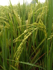 Close up of yellow paddy rice seed with rice fields in the background