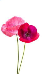 beautiful poppy flowers isolated