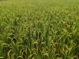 Yellow paddy rice seed with rice fields in the background