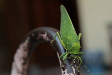 Leaf-mimic katydid really commits to its ability to hide in plain sight.