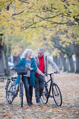 Obraz premium Senior couple walking bicycles among trees and leaves in autumn park