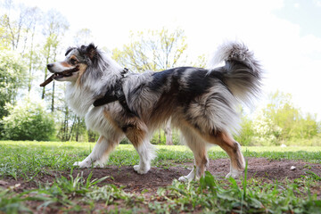 Close-up photo of shetland sheepdog running with a small wood stick.
