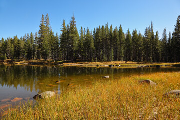  Early morning in  Yellowstone Park.