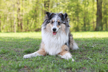 Blue Merle Shetland Sheepdog sheltie sitting in park grass.