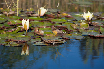 Water lilies or lotus flowers floating on the surface of a clear water pond looks dreamy and beautiful.