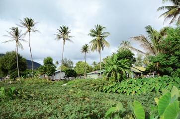 Obraz premium THAILAND, BANGKOK: Scenic landscape view of isolated Thai island with palms and traditional houses 