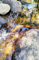 Agua moverse. Riachuelo. Lago. Agua entre piedras. Naturaleza. Rural. Excursión a un rio.