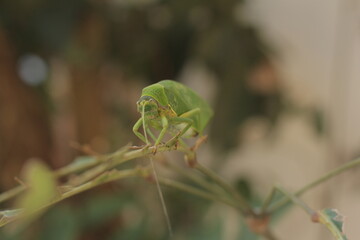 Leaf-mimic katydid really commits to its ability to hide in plain sight.
