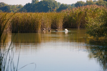 Bulrush and sedge in a clear water lake. Mallards in the background.