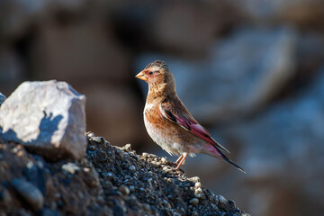Avrasya Kızıl Kanatlı Finch (Rhodopechys sanguineus) yere tünemiş, yan görünüm. - obrazy, fototapety, plakaty