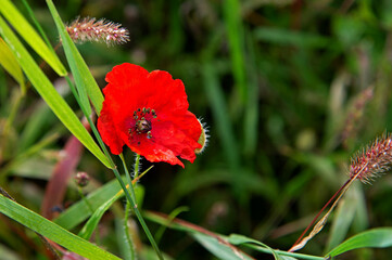 Obraz premium A plant with red inflorescences called Poppy field growing in flower meadows in the city of Białystok in Podlasie in Poland.