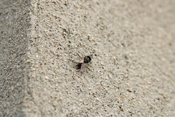 calliphora vicina fly macro photo